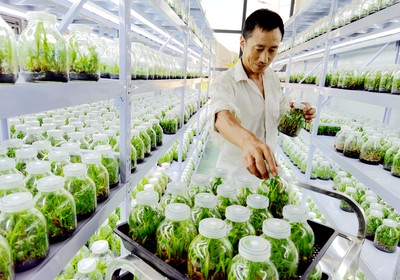 房县擦亮“药库”品牌 药材种植技术开发引领产业升级