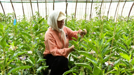 张掖市人民政府推动种植技术开发，助力农业现代化