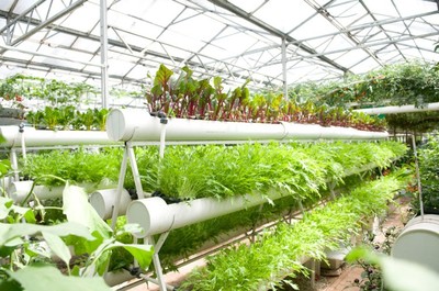 南宁市泰宁伶俐农民专业合作社 创新种植技术开发，助推农业现代化