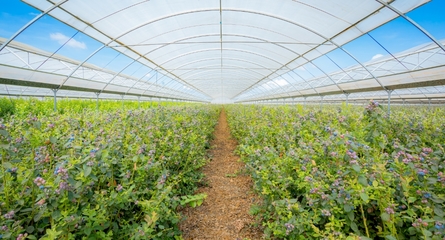 鑫荣懋果业科技集团 以科技创新引领种植技术开发，铸就高品质水果产业标杆