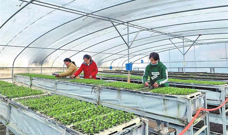 创新驱动引领绿色崛起 临沧市科技创新赋能特色种植技术开发