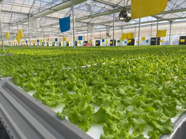 全会精神在基层 | “聚宝棚”里绿意浓 种植技术开发结硕果