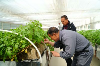 宁夏西吉 马铃薯繁育新技术助推脱贫攻坚与种植技术革新