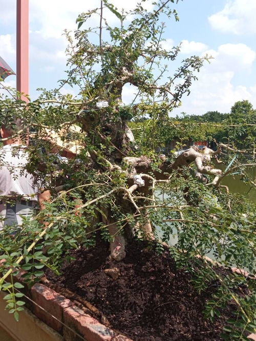 优质种植土供应先锋 陕西安种植土生产厂家实力解析与毕节种植技术开发之路