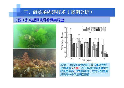 海藻与海草移植栽培技术及种植技术开发研究
