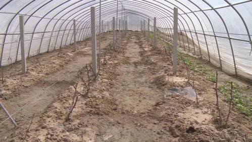 子长市蔬菜开发中心技术人员深入田间指导种植户做好降温防冻工作