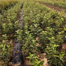 红肉苹果苗新品种'正一'种植技术要求