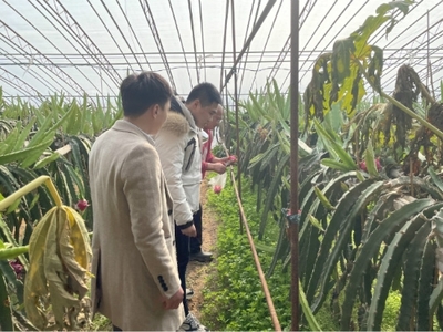 高新区马山街道开展春节前农产品质量安全抽检与技术指导