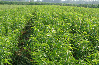 新川中岛树苗种植技术详解