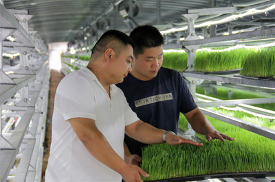 库尔勒市 水培饲草技术开发助力牛羊健康养殖