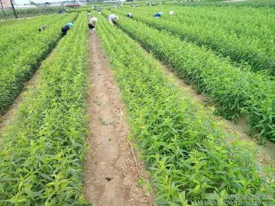 嫁接桃树苗种植技术详解 从选苗到管理的全流程指南