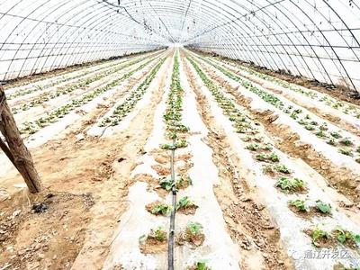 通辽开发区 种植技术开发助力脱贫攻坚，乡村振兴奔小康