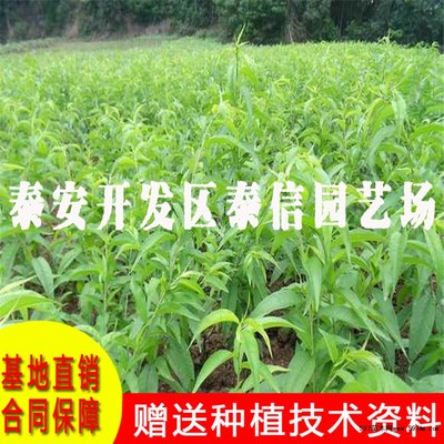 中油蟠4号桃苗价格及种植技术详解