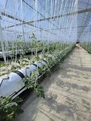 脱下军装，投身现代智慧农业 一位退役军人的金山种植技术开发之路