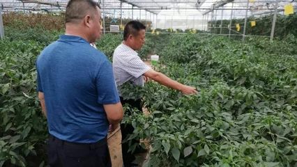 湖南步步高集团与金井镇共商有机农产品基地挂牌与技术开发合作