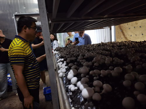 食用菌利用农林废弃物高效生产栽培技术高级研修班 推动种植技术开发与创新