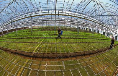 滨海县大力推广水稻工厂化育秧 种植技术开发助力农业现代化