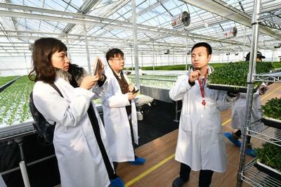 免洗即食的奥秘 揭秘水培蔬菜的现代化种植技术