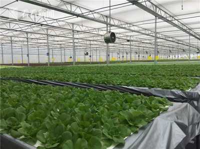 无土栽培新纪元 上海建成最大单体植物工厂，技术驱动产量跃升