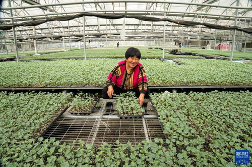 河北永清 以技术创新驱动绿色蔬菜种植，筑牢京津“菜篮子”保障线