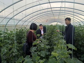科技赋能农业 县农副产品加工发展服务中心开展瓜菜种植技术巡查与开发工作