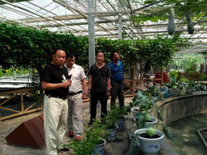 城关街道五里铺村干部赴杨凌取经，蓄力大棚蔬菜种植技术新篇章