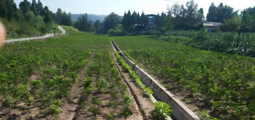 巴中秦岭药业 以特色产业铸就乡村振兴之路，科技赋能种植技术开发